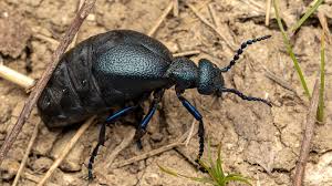 Attēlu rezultāti vaicājumam “Meloe sp.”