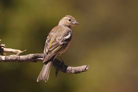 Attēlu rezultāti vaicājumam “Fringilla coelebs female”
