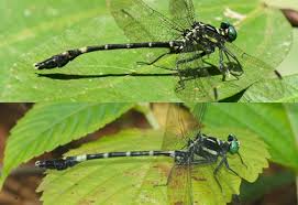 Attēlu rezultāti vaicājumam “Gomphidae”