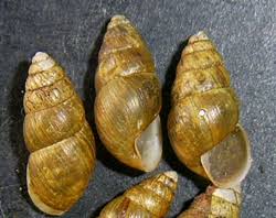 Attēlu rezultāti vaicājumam “Ena montana”