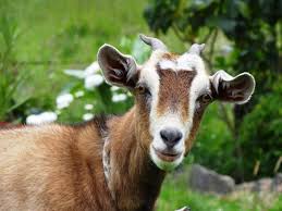 Attēlu rezultāti vaicājumam “Capra”