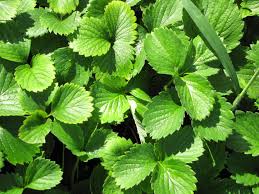 Attēlu rezultāti vaicājumam “Fragaria x ananassa”