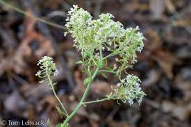 Attēlu rezultāti vaicājumam “Lepidium latifolium leaf”