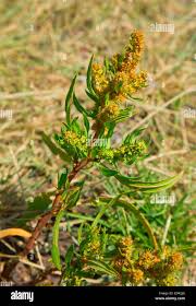 Attēlu rezultāti vaicājumam “Rumex maritimus”