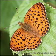 Attēlu rezultāti vaicājumam “Brenthis daphne underside”