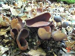 Attēlu rezultāti vaicājumam “Otidea bufonia”