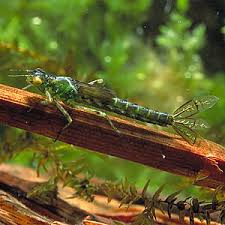 Attēlu rezultāti vaicājumam “Enallagma cyathigerum female”