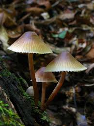 Attēlu rezultāti vaicājumam “Mycena belliarum”