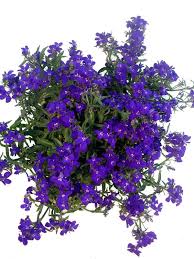 Image result for Männertreu