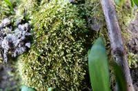 Attēlu rezultāti vaicājumam “Taxiphyllum wissgrillii”