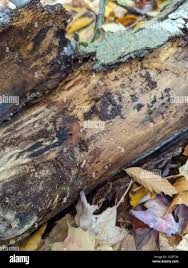 Attēlu rezultāti vaicājumam “Arcyria stipata”