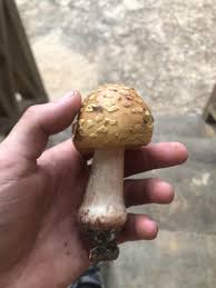 Attēlu rezultāti vaicājumam “Amanita regalis”