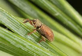 Attēlu rezultāti vaicājumam “Brachonyx pineti”