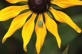 Attēlu rezultāti vaicājumam “Palomena prasina nymph”