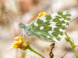 Attēlu rezultāti vaicājumam “Pontia edusa underside”