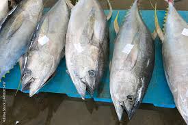 Image result for Euthynnus affinis