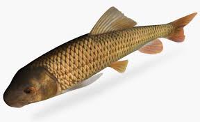 Image result for Moxostoma carinatum