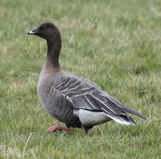 Attēlu rezultāti vaicājumam “Anser brachyrhynchus adult”