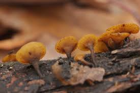 Attēlu rezultāti vaicājumam “Rutstroemia firma”