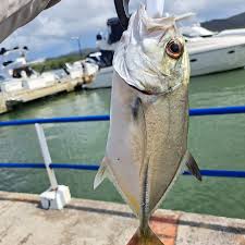 Image result for Caranx latus