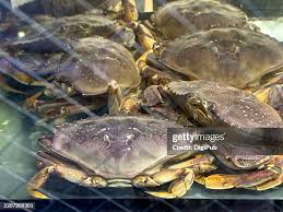 Image result for Metacarcinus magister