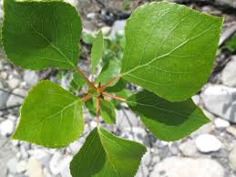 Attēlu rezultāti vaicājumam “Populus nigra”