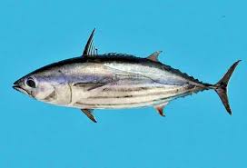 Image result for Katsuwonus pelamis