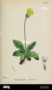 Attēlu rezultāti vaicājumam “Hypochaeris maculata leaf”