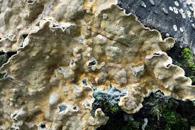 Attēlu rezultāti vaicājumam “Stereum rugosum”