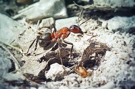 Attēlu rezultāti vaicājumam “Formica rufa”