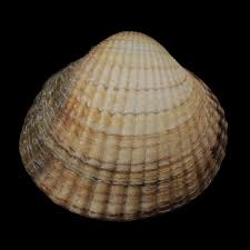 Attēlu rezultāti vaicājumam “Colloderma oculatum sessile”