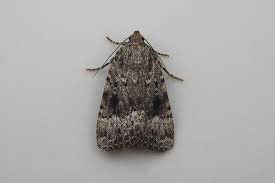 Attēlu rezultāti vaicājumam “Amphipyra pyramidea”