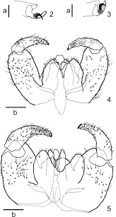 Attēlu rezultāti vaicājumam “Rabdophaga salicis”