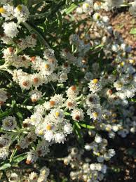 Attēlu rezultāti vaicājumam “Anaphalis margaritacea leaf”