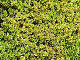 Attēlu rezultāti vaicājumam “Syntrichia ruralis var. ruralis”