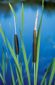 Image result for Rohrkolben