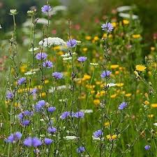 Image result for Cichorium intybus