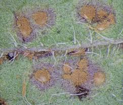 Attēlu rezultāti vaicājumam “Pucciniales”