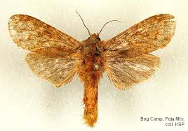 Attēlu rezultāti vaicājumam “Psychidae”