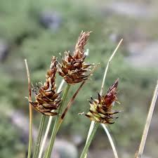 Attēlu rezultāti vaicājumam “Cyperaceae”