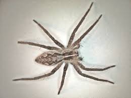 Attēlu rezultāti vaicājumam “Pisaura mirabilis female”