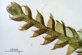 Attēlu rezultāti vaicājumam “Cephalozia bicuspidata”