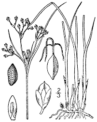 Attēlu rezultāti vaicājumam “Juncus gerardii”