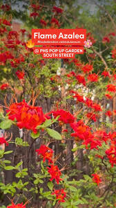 Attēlu rezultāti vaicājumam “Rhododendron calendulaceum”