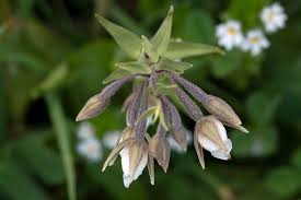 Attēlu rezultāti vaicājumam “Epipactis atrorubens bud”