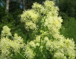 Attēlu rezultāti vaicājumam “Thalictrum lucidum”