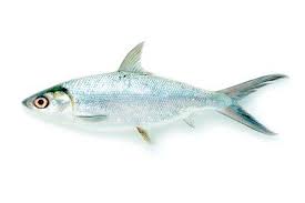 Image result for Chanos chanos