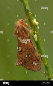 Attēlu rezultāti vaicājumam “Phymatopus hecta”