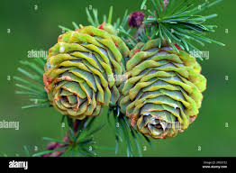 Attēlu rezultāti vaicājumam “Larix kaempferi leaf”