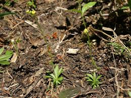 Attēlu rezultāti vaicājumam “Draba nemorosa fruit”